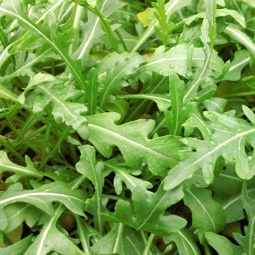 Lettuce Rocket 1.5kg Bulk