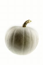 Pumpkin Sweet Grey 500gm