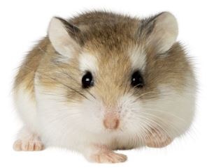 Roborvski Hamster