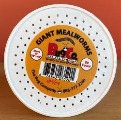 The Bug Company Live Giant Mealworms Reptile Food 50 Count
