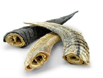 Icelandic Lamb Horn, 4in, Small
