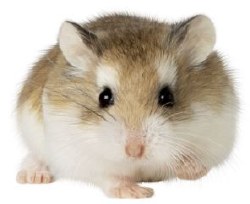 Apet Roborvski Hamster