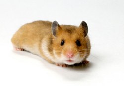 Apet Hamster Golden