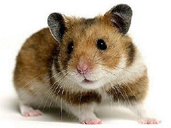 Apet Hamster Teddybear
