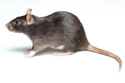 Apet Rat, medium