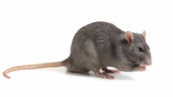 Apet Rat, small