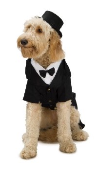 Dapper Dog Costume, Large