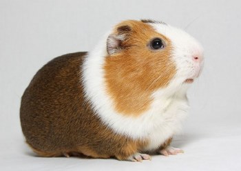Guinea Pig. Female