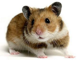 Hamster Teddybear