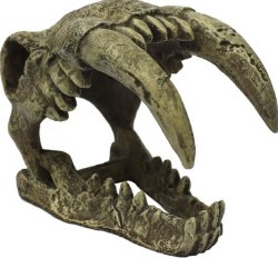 KomodoSabertoothSkull