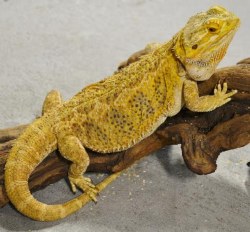 Reptile Industries Bearded Dragon, Juvenile