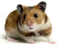 Hamster Teddybear