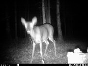 Additional picture of Tasco Night-Vision Trail Cam