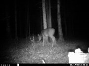 Additional picture of Tasco Night-Vision Trail Cam