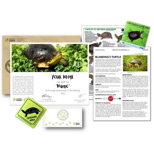 Turtley Awesome Adoption Package & Naming Opportunity