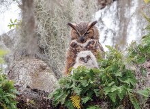 1000 Great Horned Owl