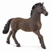 Oldenburger Stallion