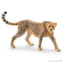 Cheetah, Female