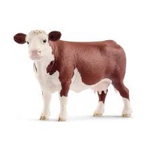 Hereford Cow