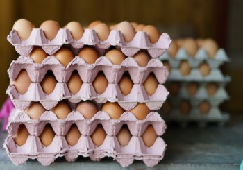 Organic Free Range Eggs Large