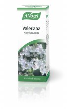 Valeriana officinalis