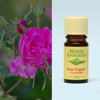 Org Rose Oil 5% CO2 in Jojoba