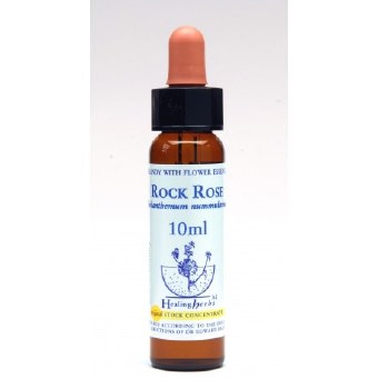 Rock Rose