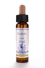 Larch