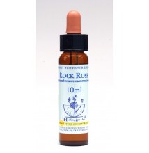 Rock Rose