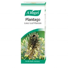 Plantago