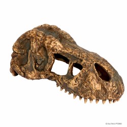 Exo Terra T-Rex Skull, Small