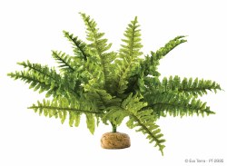 Exo Terra Rainforest Plant, Boston Fern, Medium