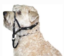 Halti Head Collar Walk n' Train 17-24 inch Neck Size 4 Black