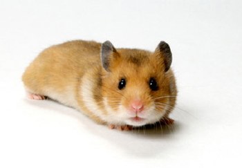 Hamster Golden