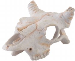 Exo Terra Buffalo Skull Small