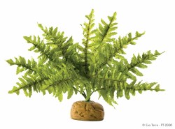 Exo Terra Rainforest Plant, Boston Fern, Small