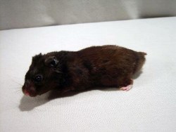 Blackbear Hamster