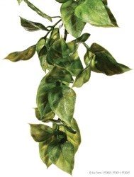 Exo Terra Amapallo Plant, Medium