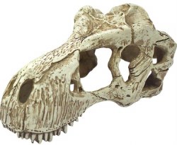 KomodoTRexSkull