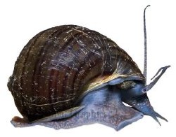 Snail Mystery, Black