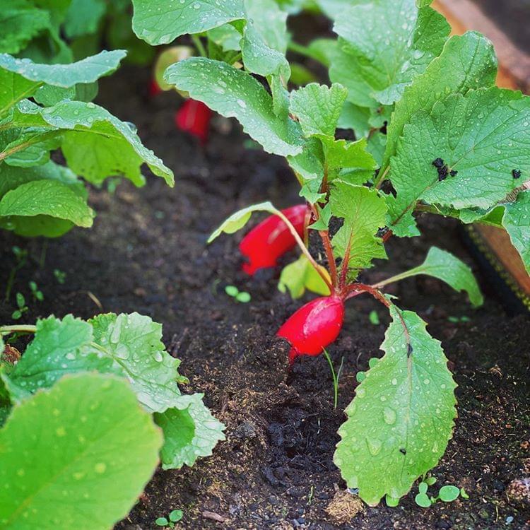 Radishes 500g