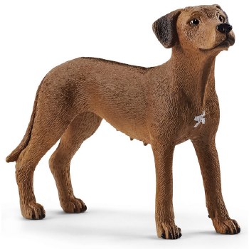 13895 SCH RHODESIAN RIDGEBACK