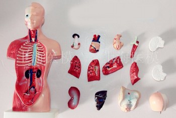 KIDZLABS HUMAN TORSO ANATOMY