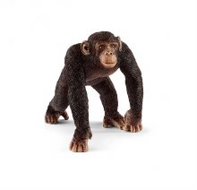 14817 CHIMPANZEE MALE