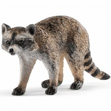 14828 SCH RACOON