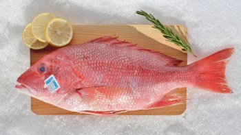Whole Red Snapper