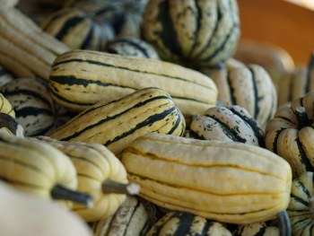 Delicata Squash