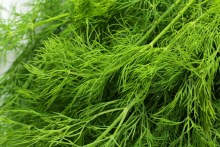 Organic Dill