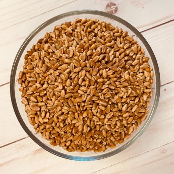 Organic Hard Red Spring Wheat Kernels