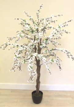 Blossom Tree Cream 5ft
